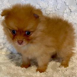 Remi - Chocolate sable female Pomeranian puppy in Bentonville, Arkansas from Hummingbird & Fox