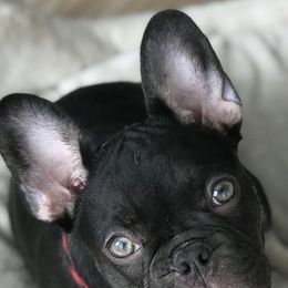 French Bulldogs and Rottweilers from Von Ehrenberg Kennels