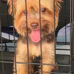 GoGo - Yorkshire Terrier