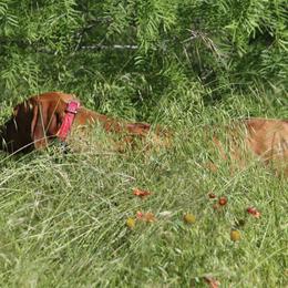 Murphy - Vizsla