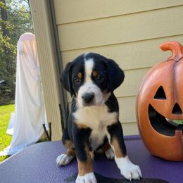 Greater Swiss Mountain Dog Puppies from S’rendi Greater Swiss Mountain Dogs