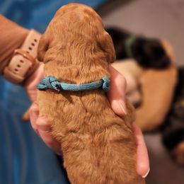 Goldendoodles from Jenson Pups