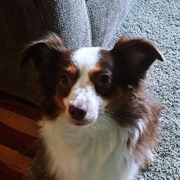 Dot - Miniature Australian Shepherd