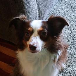 Dot - Miniature Australian Shepherd