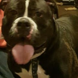 Olde English Bulldogges from A-C Kennel and Breeders