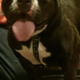 Olde English Bulldogges from A-C Kennel and Breeders