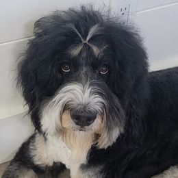 Teddi - Bernedoodle