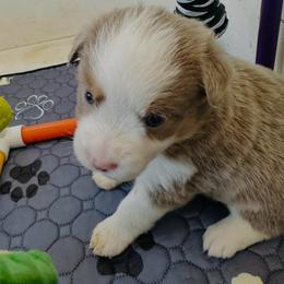 Sunny - Red tri female Miniature Australian Shepherd puppy in Norco, California from Joyfulpuppies