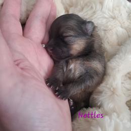 Nettie - Orange sable female Pomeranian puppy in Saint Charles, Missouri from Bisous Pomeranians & Heartland Sh