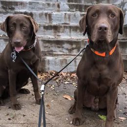 Labrador Retrievers from Bulleit Breeders