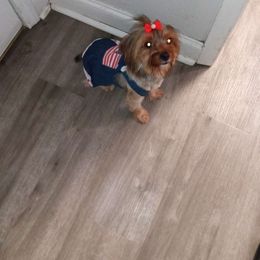 Sasha - Yorkshire Terrier