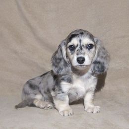 Dachshund Puppies from Doxie Waggin Tails