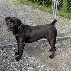Boerboel All Grown Up from Cascade Boerboels