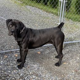 Boerboel All Grown Up from Cascade Boerboels
