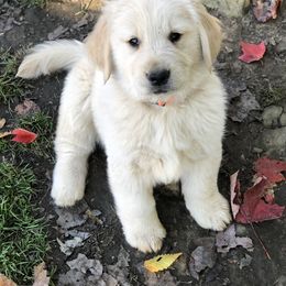 Golden Retriever Puppies from OPK GOLDENS