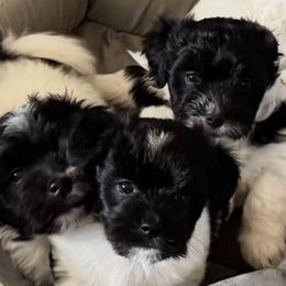 Cotons de Tulear from Celestial Cotons