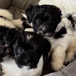 Cotons de Tulear from Celestial Cotons