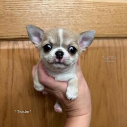 Mister Twister - Blue fawn male Chihuahua puppy in Michigan from Fanciful Thrills Kennel