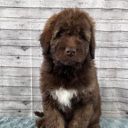 Aussiedoodle Puppies from Soap Creek Kennels