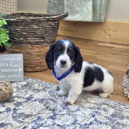 AKC Meet Chandler :) - Piebald male Dachshund puppy in Centerville, Iowa from Barnyard Dachshunds, Dals & Doodles
