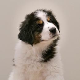 Moe od Dinare - White male Tornjak puppy in Raleigh, North Carolina from Tornjak Kennel "Od Dinare"