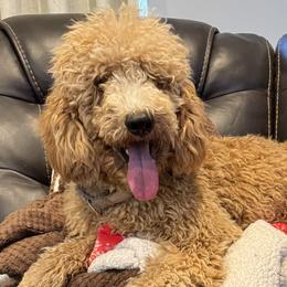 Goldendoodles from Baker County Goldendoodles