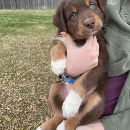 Boy 2 - Red tri-color Australian Shepherd puppy in Oklahoma City, Oklahoma from Mika’s Aussies