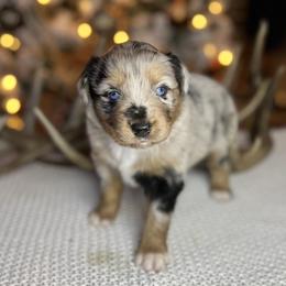 Miniature Australian Shepherd Puppies from Quartz Creek Aussies