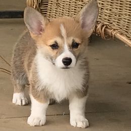 Pembroke Welsh Corgi Puppies from Indian Valley Corgies