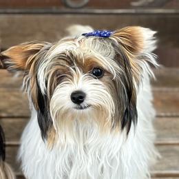 Stella - Yorkshire Terrier