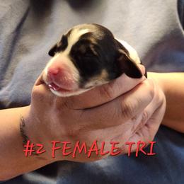 Bailey - Black white and tan female English Springer Spaniel puppy in Craig, Nebraska from Fur & Feathers Kennel