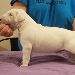 Bull Terrier Puppies from Virtue Bull Terriers