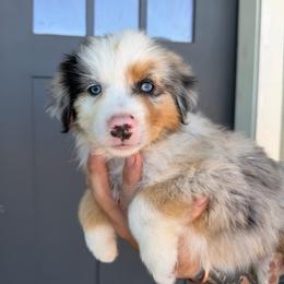 Bandit - Blue merle male Miniature American Shepherd puppy in Payson, Arizona from Barnhardt Minis