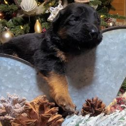 Brown Collar - Male - Black and red male German Shepherd puppy in Charlotte, North Carolina from Zuflucht K9s