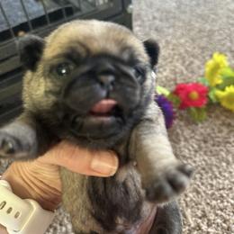 Blue - Fawn male Pug puppy in Baylis, Illinois from Cameo's Pugs