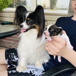 Papillon All Grown Up from Pawsitively Divine Papillons