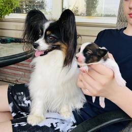 Papillon All Grown Up from Pawsitively Divine Papillons