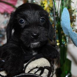 Girl 2 - Black female Dachshund puppy in Craig, Colorado from Rocky Mountain Shih Tzus and Dry Creek Miniature Dachshunds