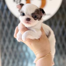 Cora - Blue and white female Chihuahua puppy in Harrison, Michigan from Cloud9 Chihuahuas