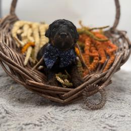 Cashew - Phantom male Bernedoodle puppy in Ocala, Florida from Bernedoodles of Florida