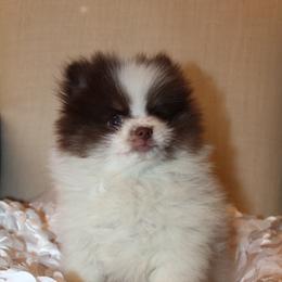 Rowen - Chocolate parti male Pomeranian puppy in El Paso, Texas from Texas quality pomeranians