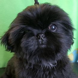 Shih Tzus from JoCar Shih Tzu