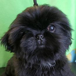 Shih Tzus from JoCar Shih Tzu