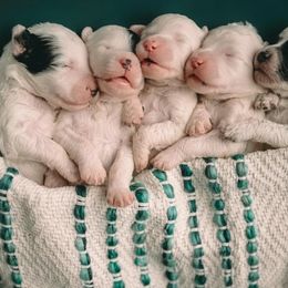 Portuguese Water Dog puppies from Stacy's PWD Portuguese Water Dogs
