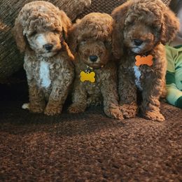 Girl 1 - Red  Goldendoodle puppy in Wellford, South Carolina from 4goldendoodles