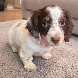Dachshund Puppies from Bear Creek Mini Dachshunds