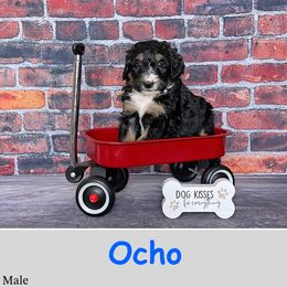 Ocho - Bernedoodle puppy from Country Breeze Doodles & Poodles