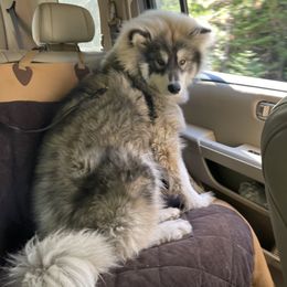Siberian Husky Puppies from Hill Top Huskies