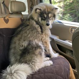 Siberian Husky Puppies from Hill Top Huskies