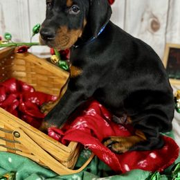 Gunnar - Black and rust male Doberman Pinscher puppy in Aredale, Iowa from Royal Dynasty Dobermann Kennel